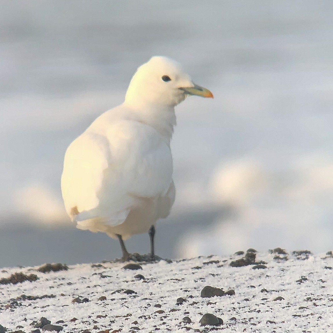 Ivory Gull - ML182035191