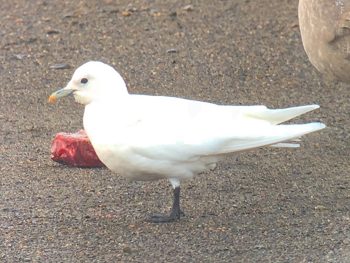 Белая чайка - ML182035201