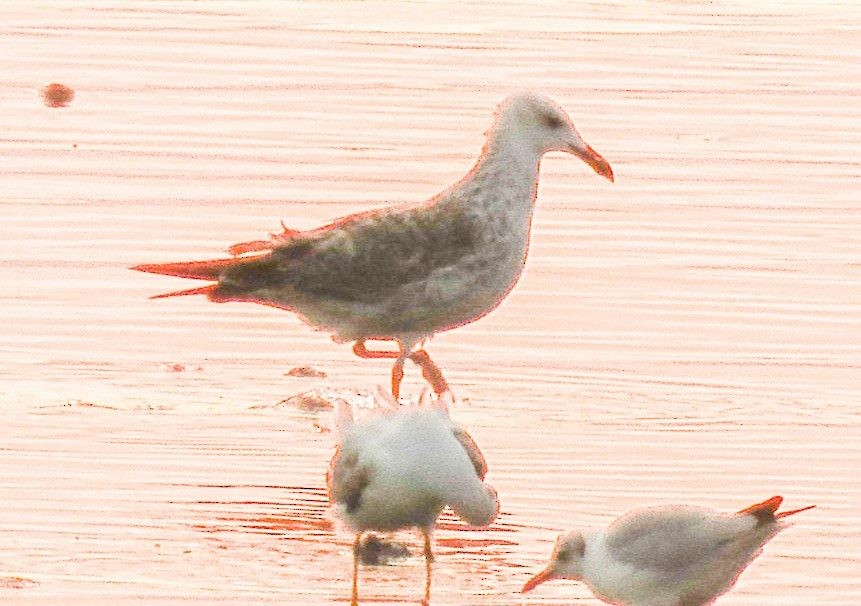 Caspian Gull - ML182035291