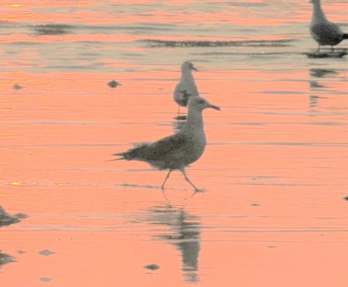 Caspian Gull - ML182035301