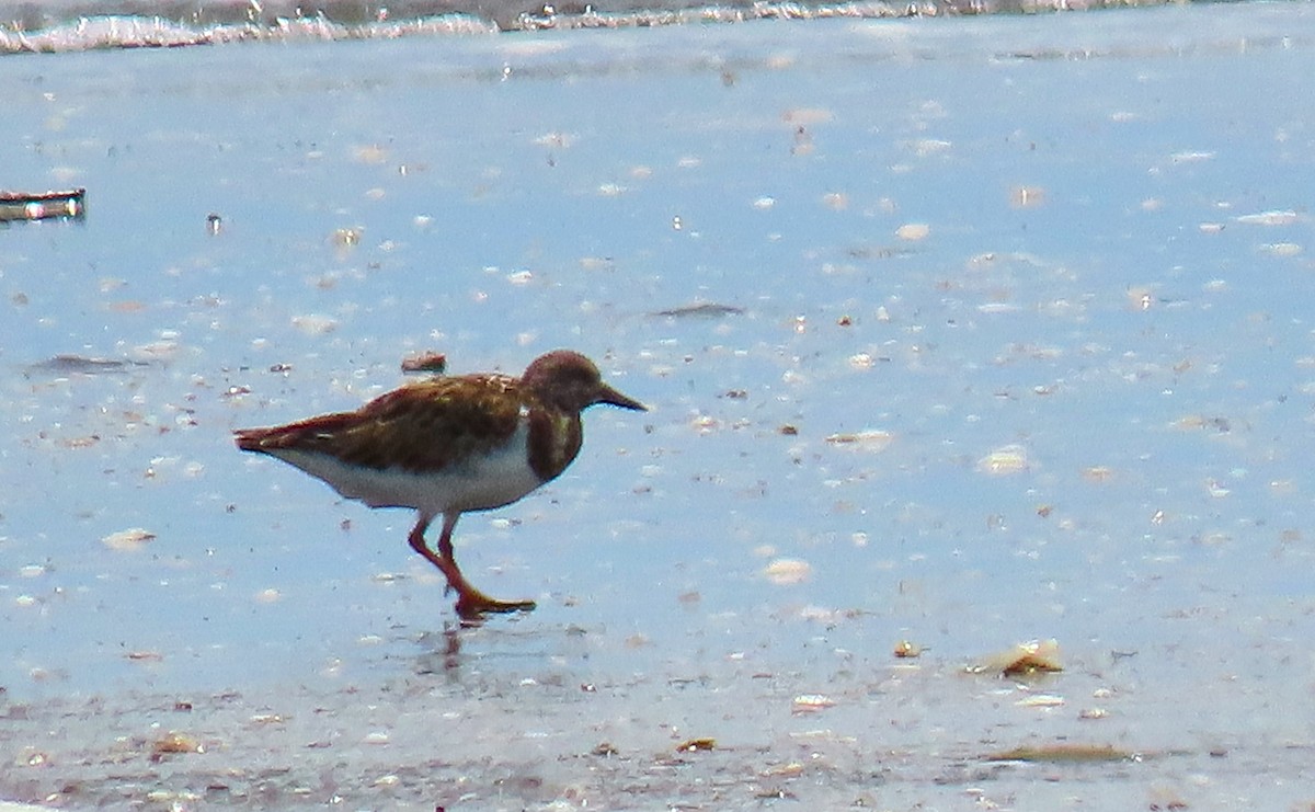 Ruddy Turnstone - ML182035911