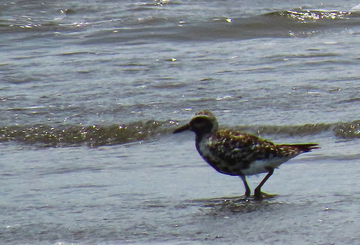 Ruddy Turnstone - ML182035981