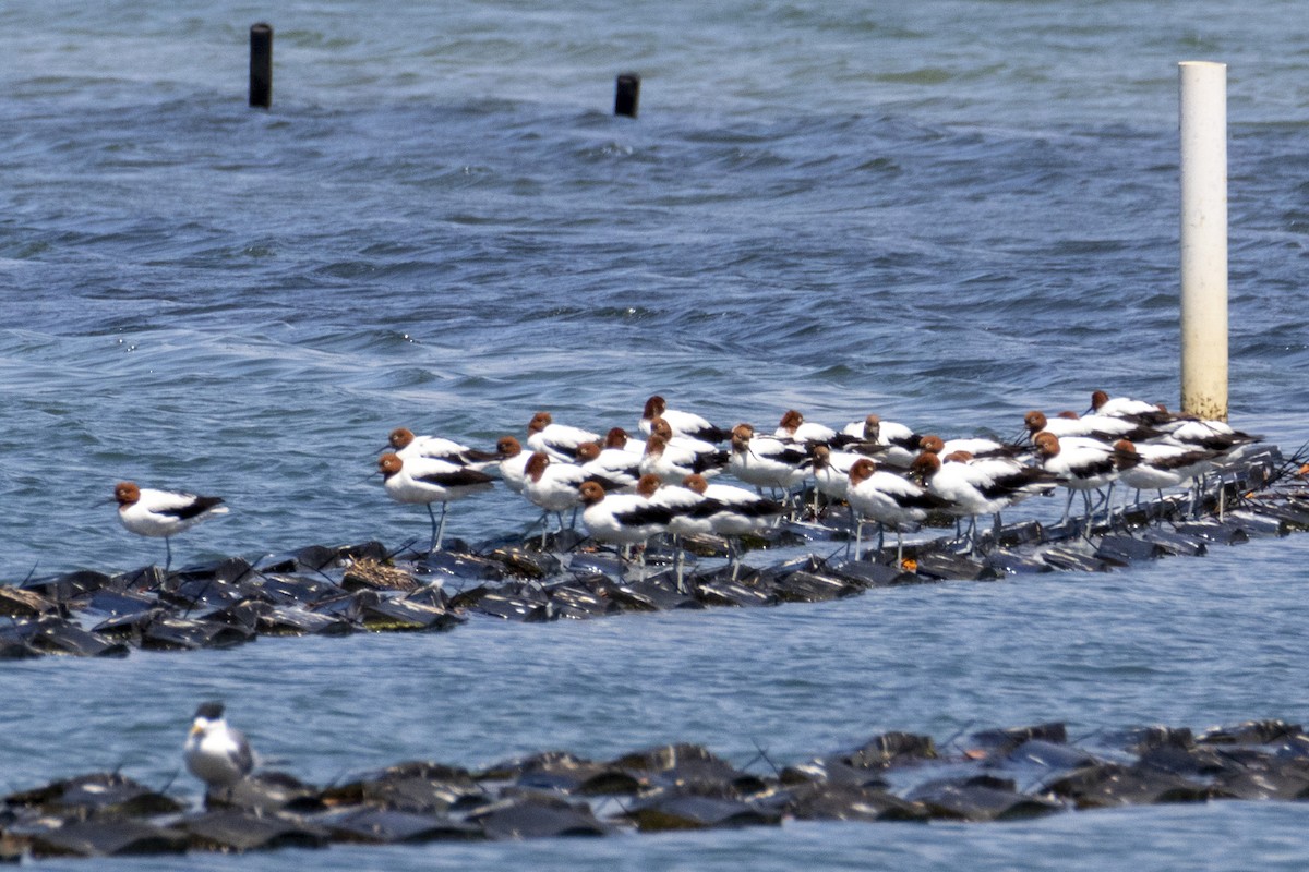 Red-necked Avocet - ML182037951