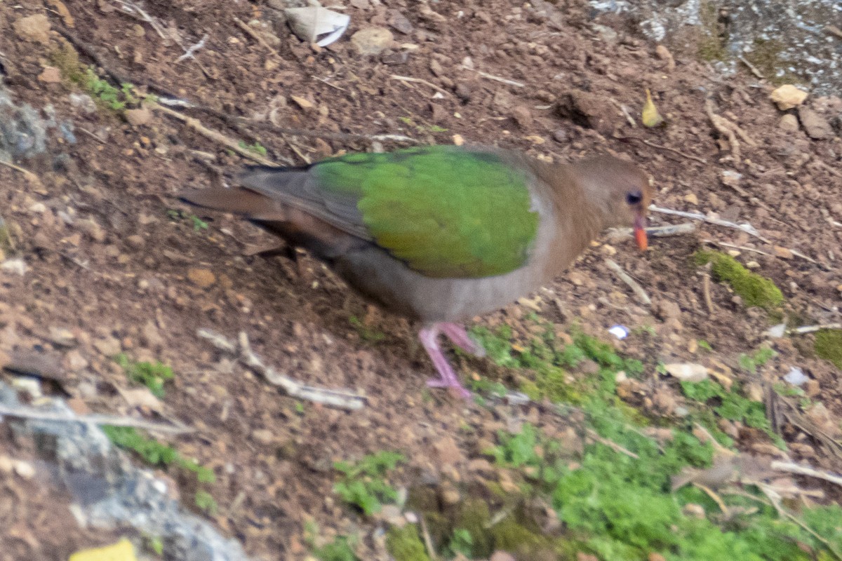 Pacific Emerald Dove - ML182037981