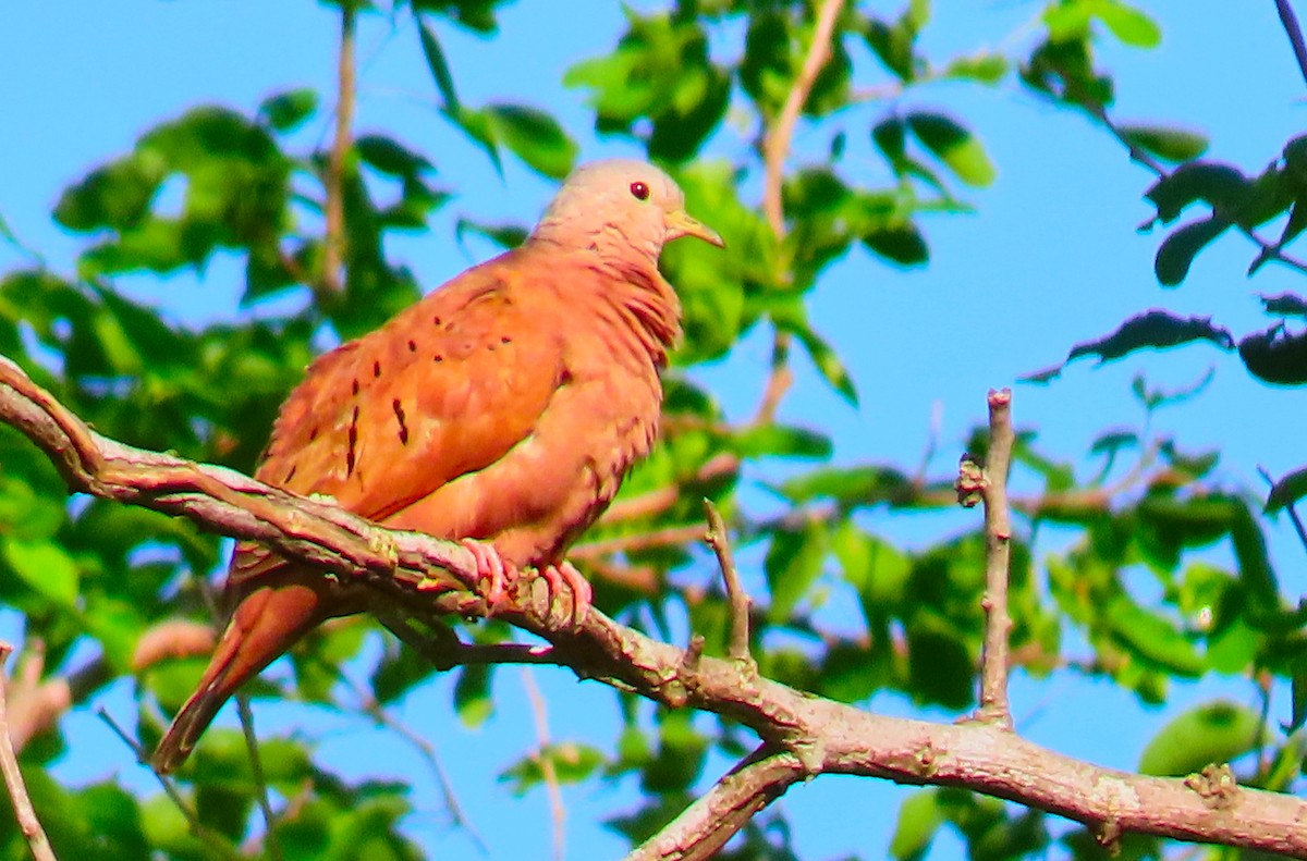 Ruddy Ground Dove - ML182038011