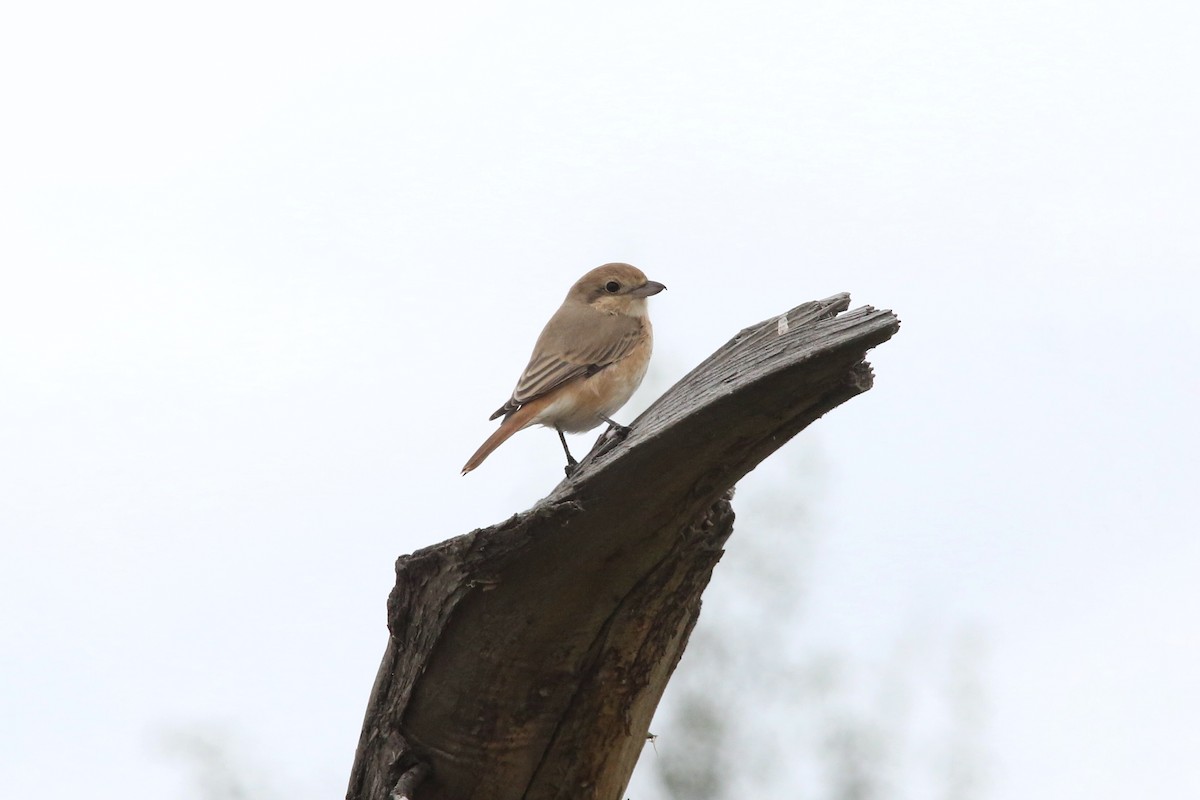 Isabelline Shrike - ML182038091