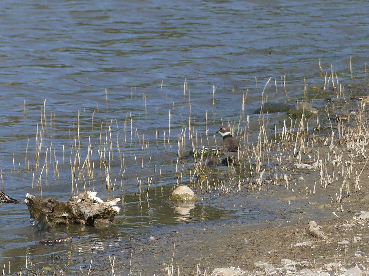 Semipalmated Plover - ML182038841