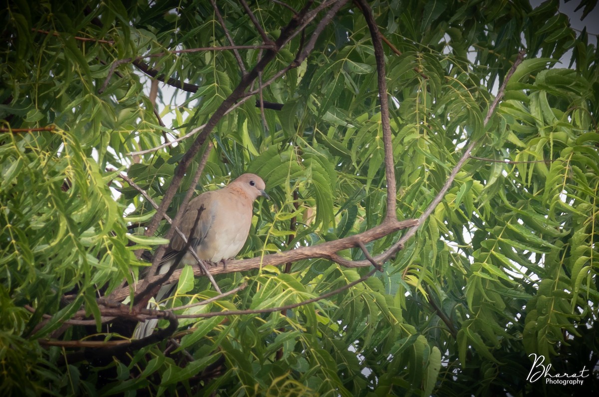 Laughing Dove - ML182038871