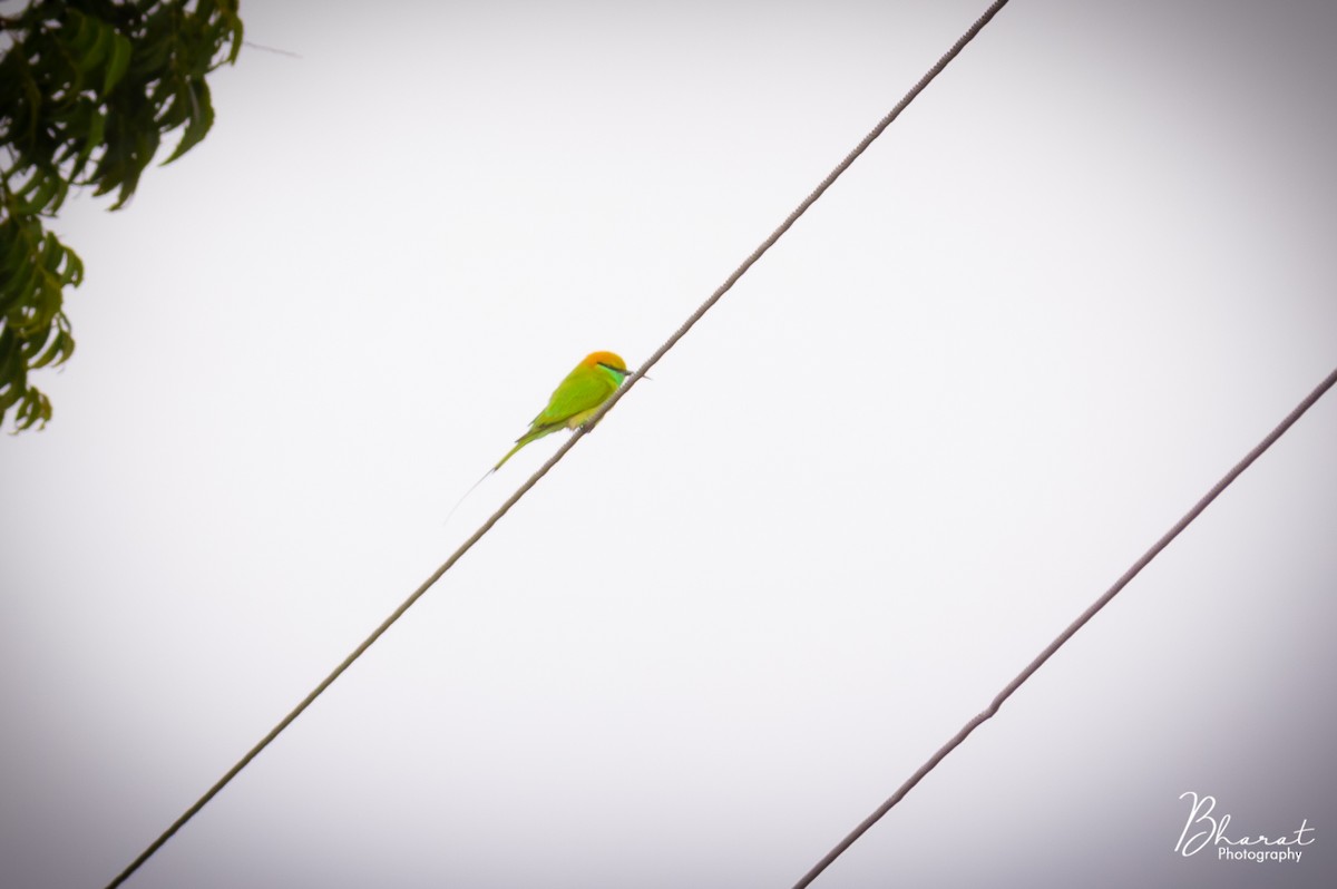 Asian Green Bee-eater - ML182038881