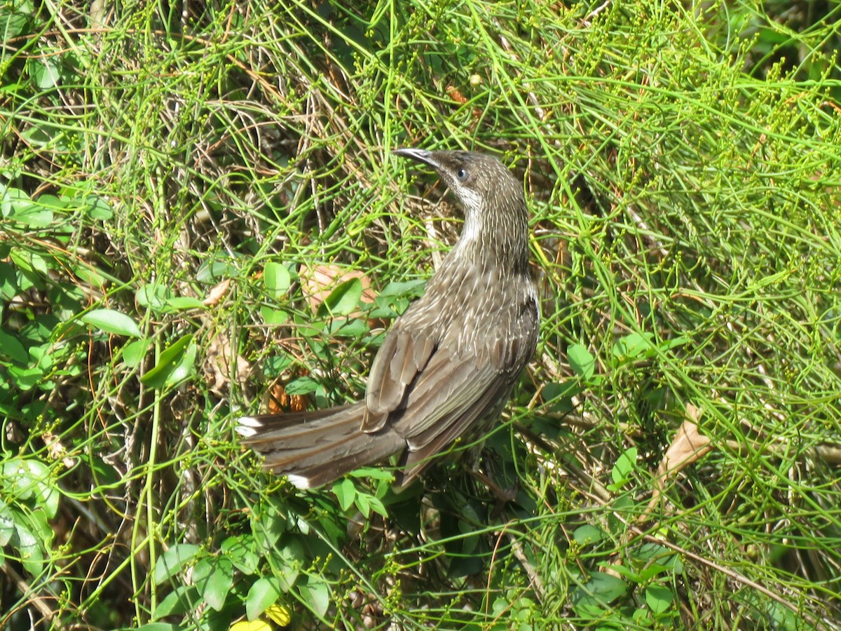 Little Wattlebird - ML182039871