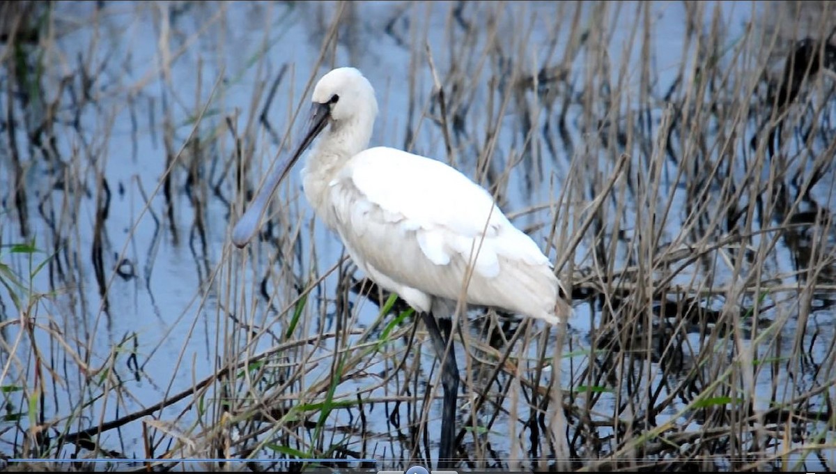 Eurasian Spoonbill - 張 俊章