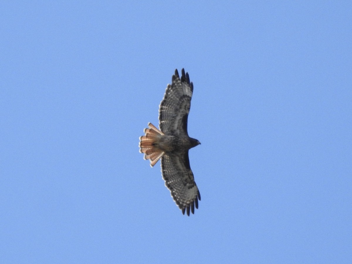 Red-tailed Hawk - ML182042561