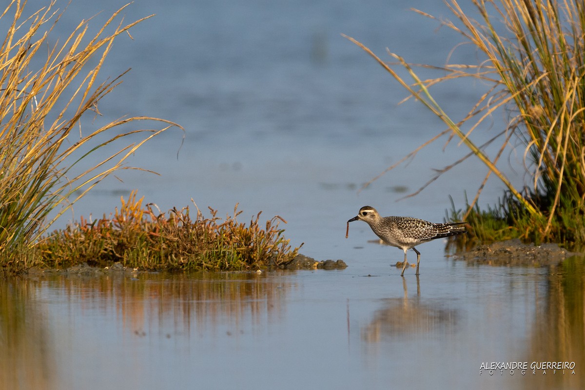 American Golden-Plover - ML182043461