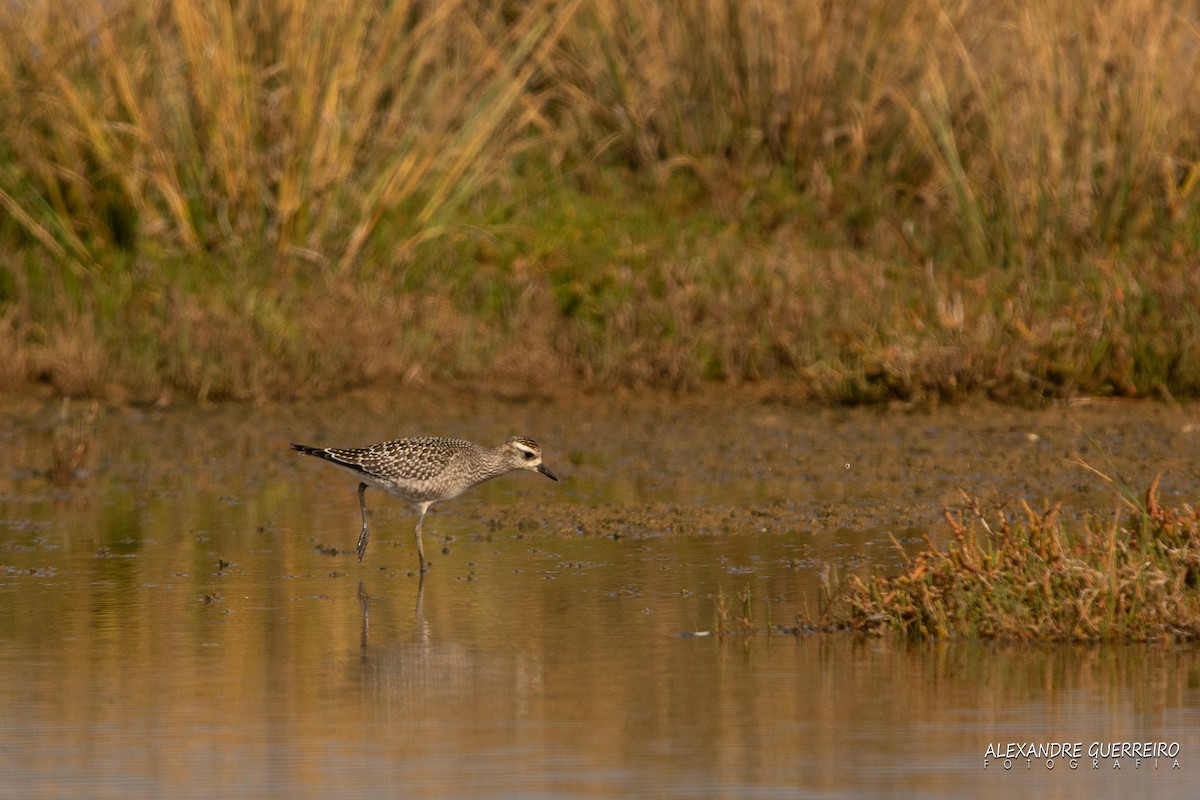 American Golden-Plover - ML182043471