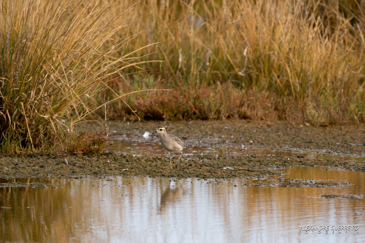 American Golden-Plover - ML182043481