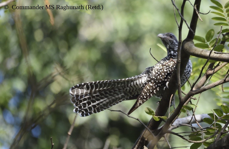 Asian Koel - ML182044001