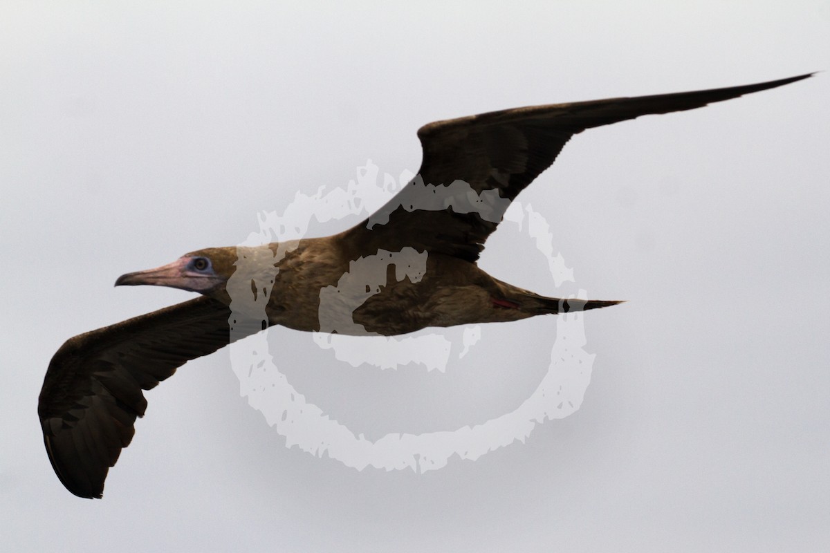 Red-footed Booby (Eastern Pacific) - ML182046791
