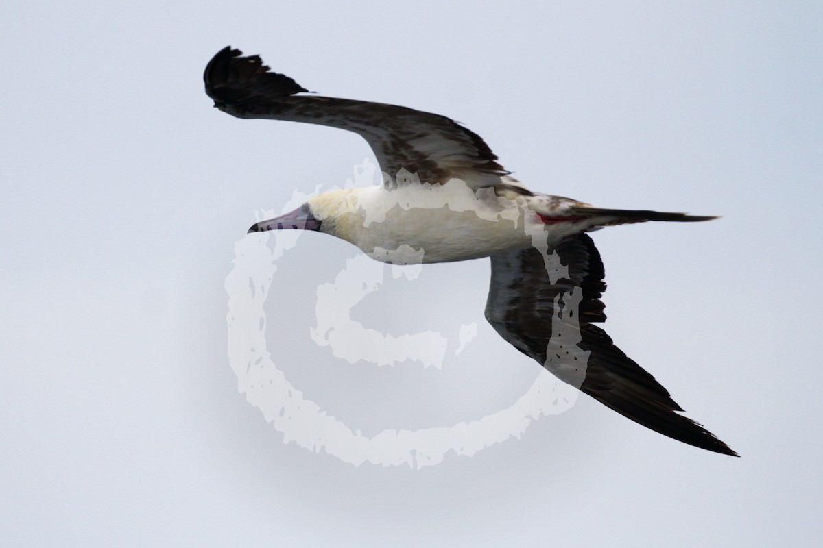 Red-footed Booby (Eastern Pacific) - ML182046811
