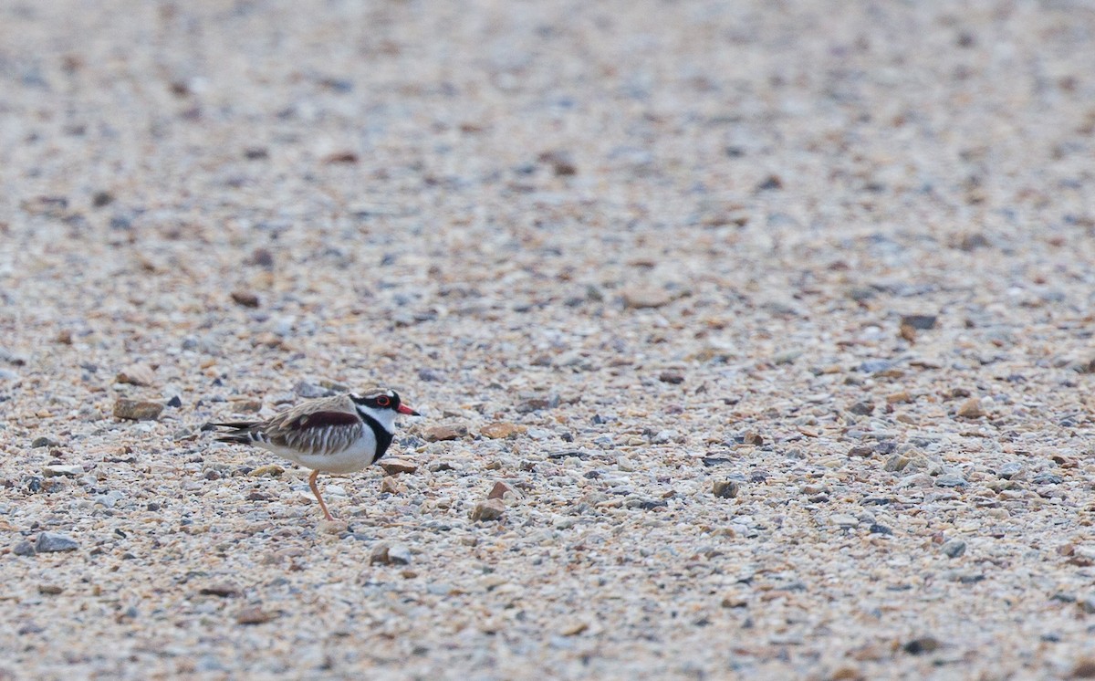 Black-fronted Dotterel - ML182047531