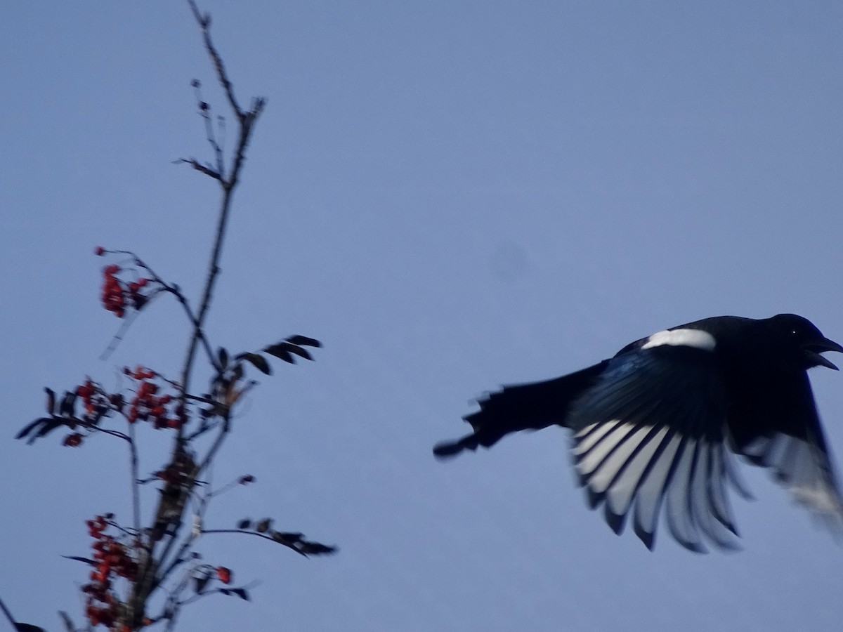 Eurasian Magpie - ML182048791