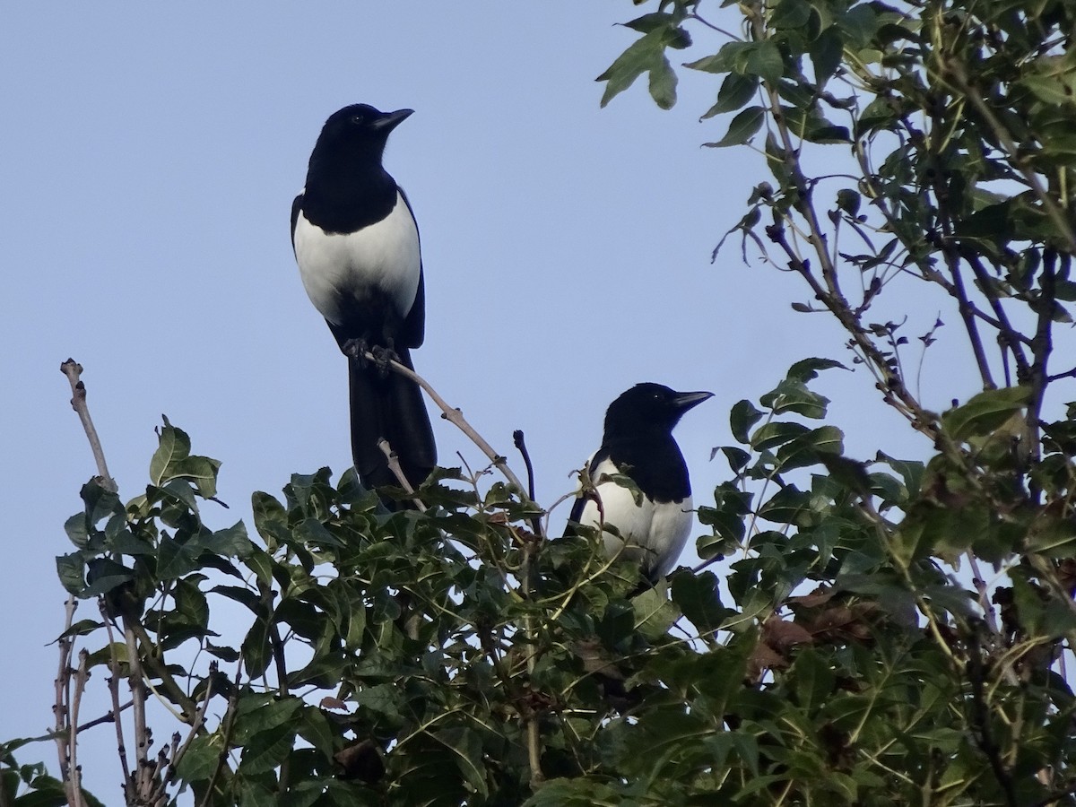 Eurasian Magpie - ML182048811