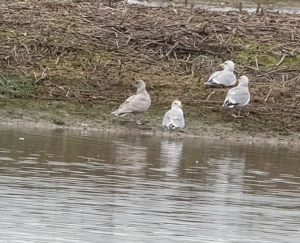 Kaio hegalzuria - ML182050081