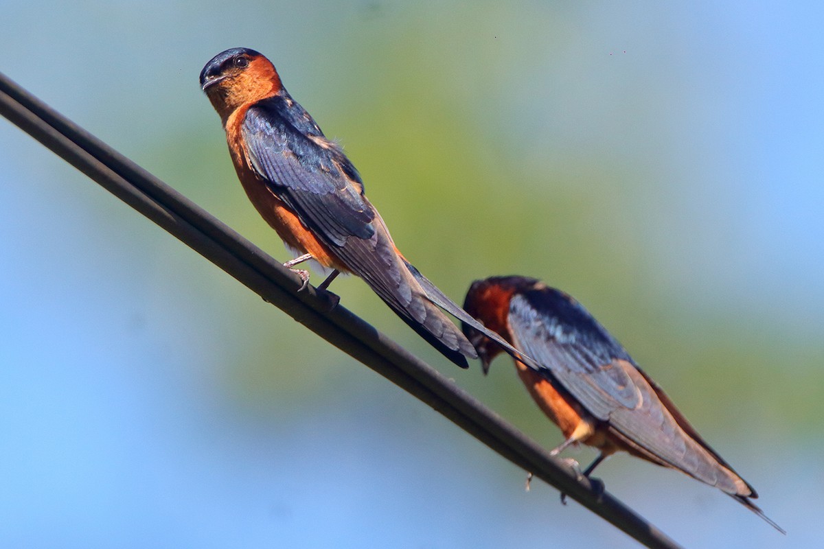 Sri Lanka Swallow - David Clark