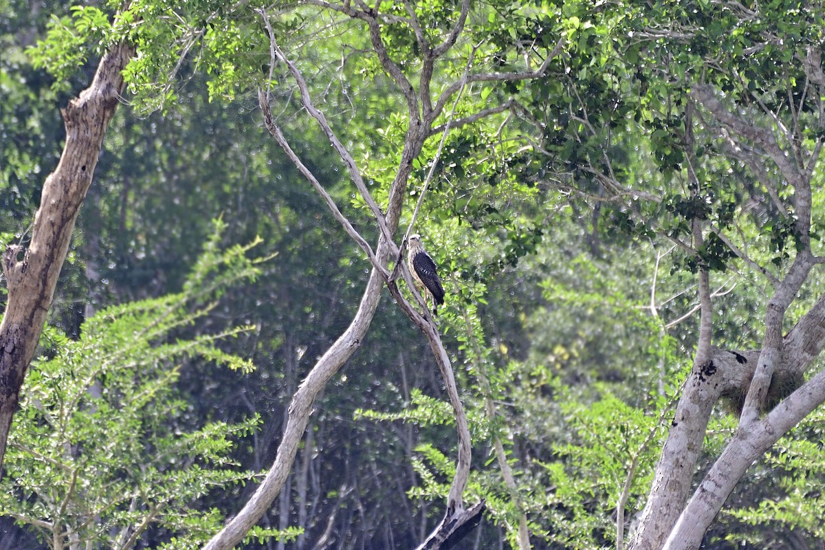 Great Black Hawk - ML182056351