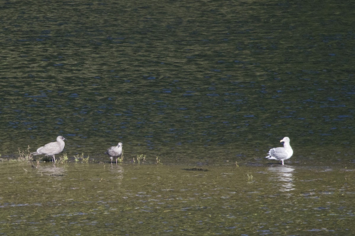 Glaucous-winged Gull - ML182056701