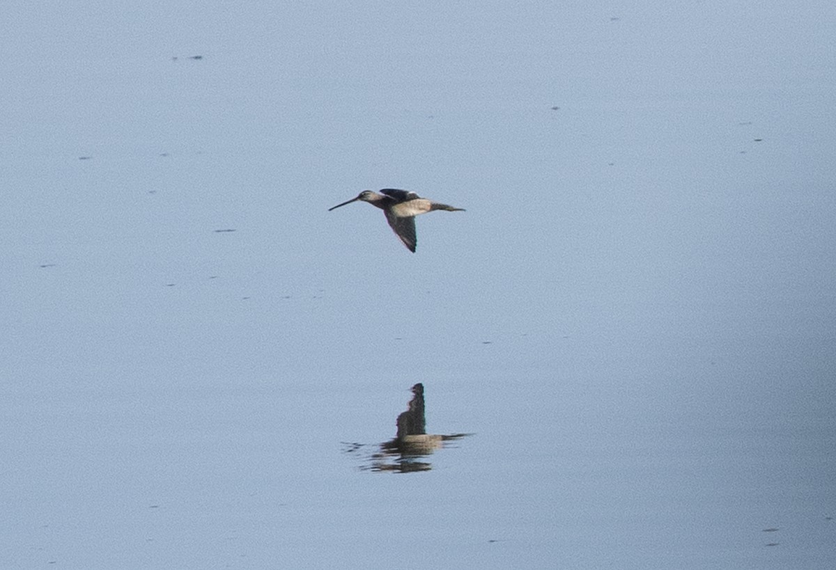 Long-billed Dowitcher - ML182058481