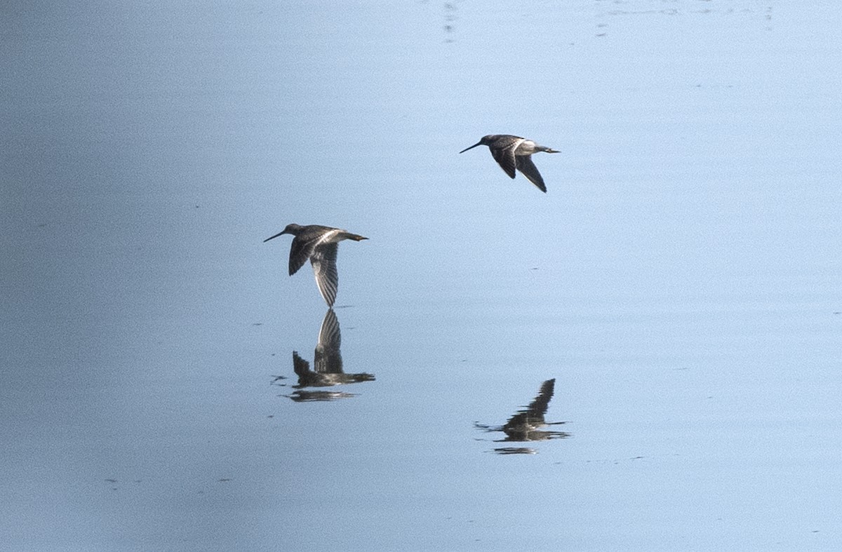 Long-billed Dowitcher - Deborah Dohne