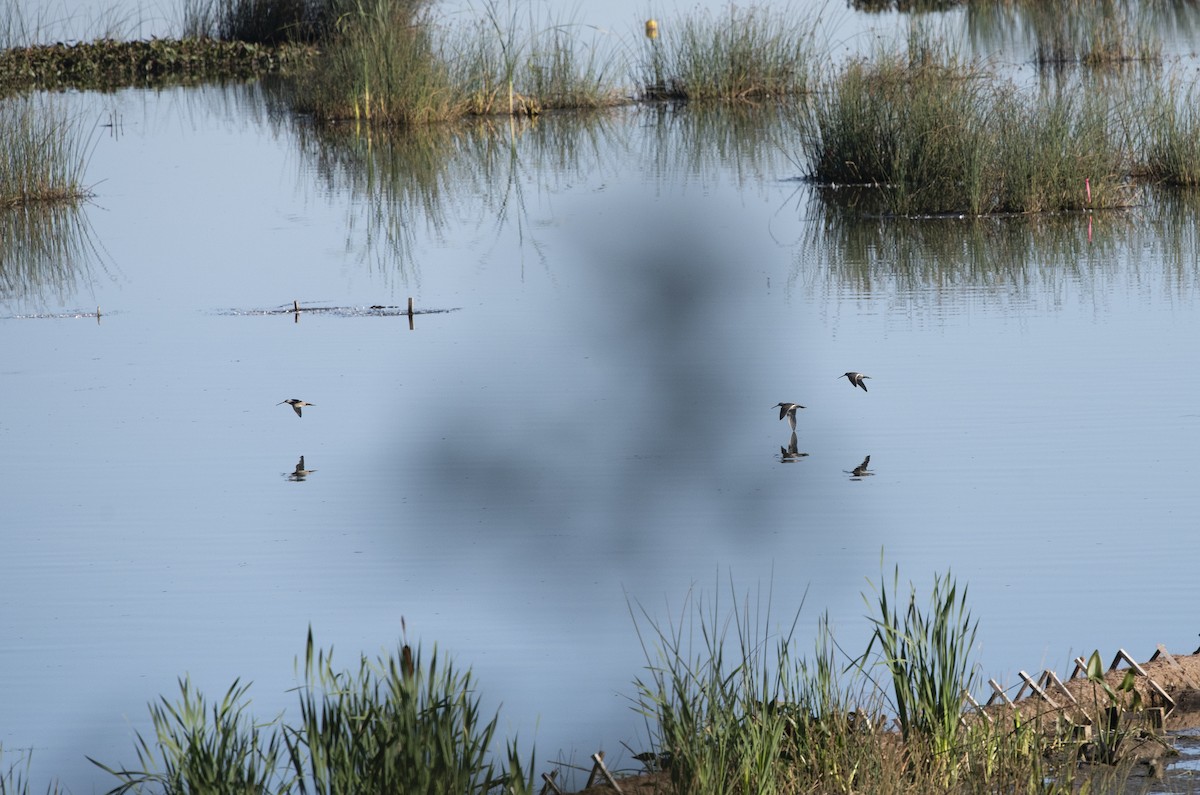 Long-billed Dowitcher - ML182058501