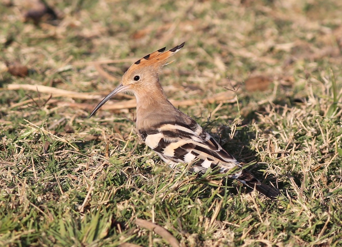 Eurasian Hoopoe - ML182058821