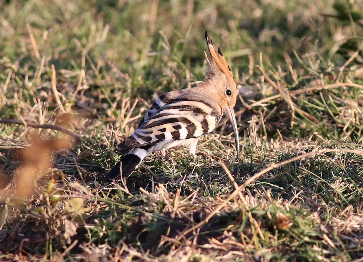 Eurasian Hoopoe - ML182058831