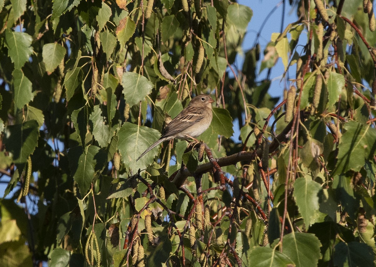 Field Sparrow - ML182059101