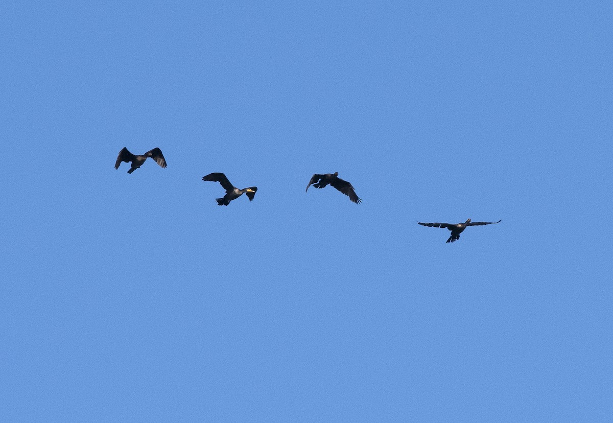 Double-crested Cormorant - ML182059141