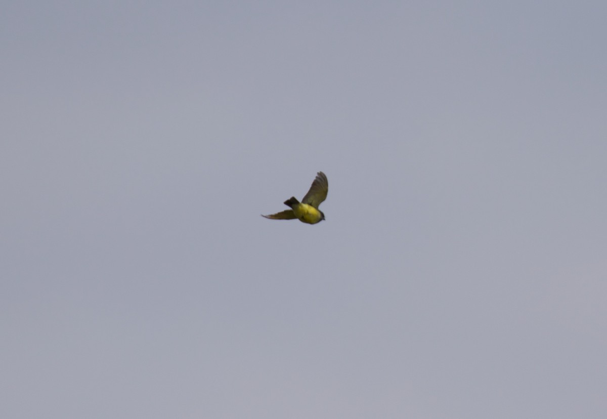 Cassin's Kingbird - ML182059981