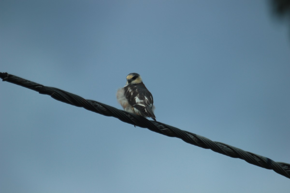 Pearl Kite - ML182060201