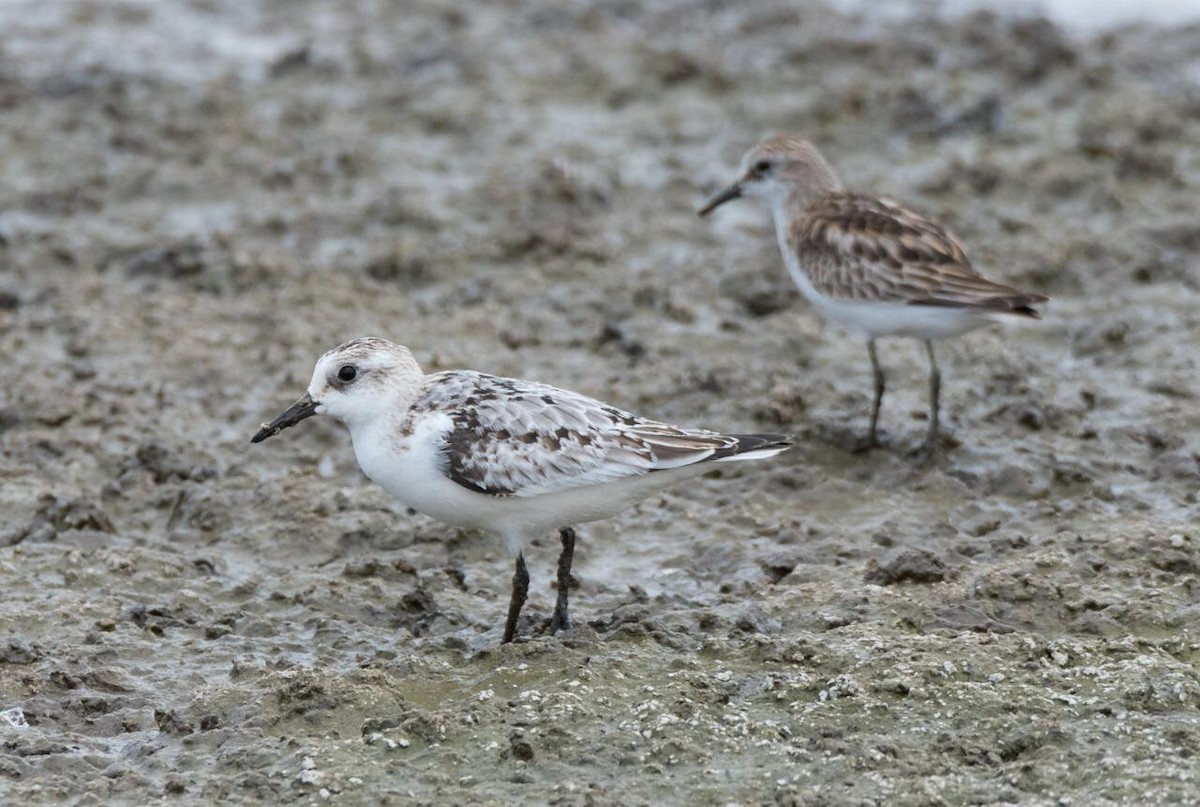 Bécasseau sanderling - ML182060531