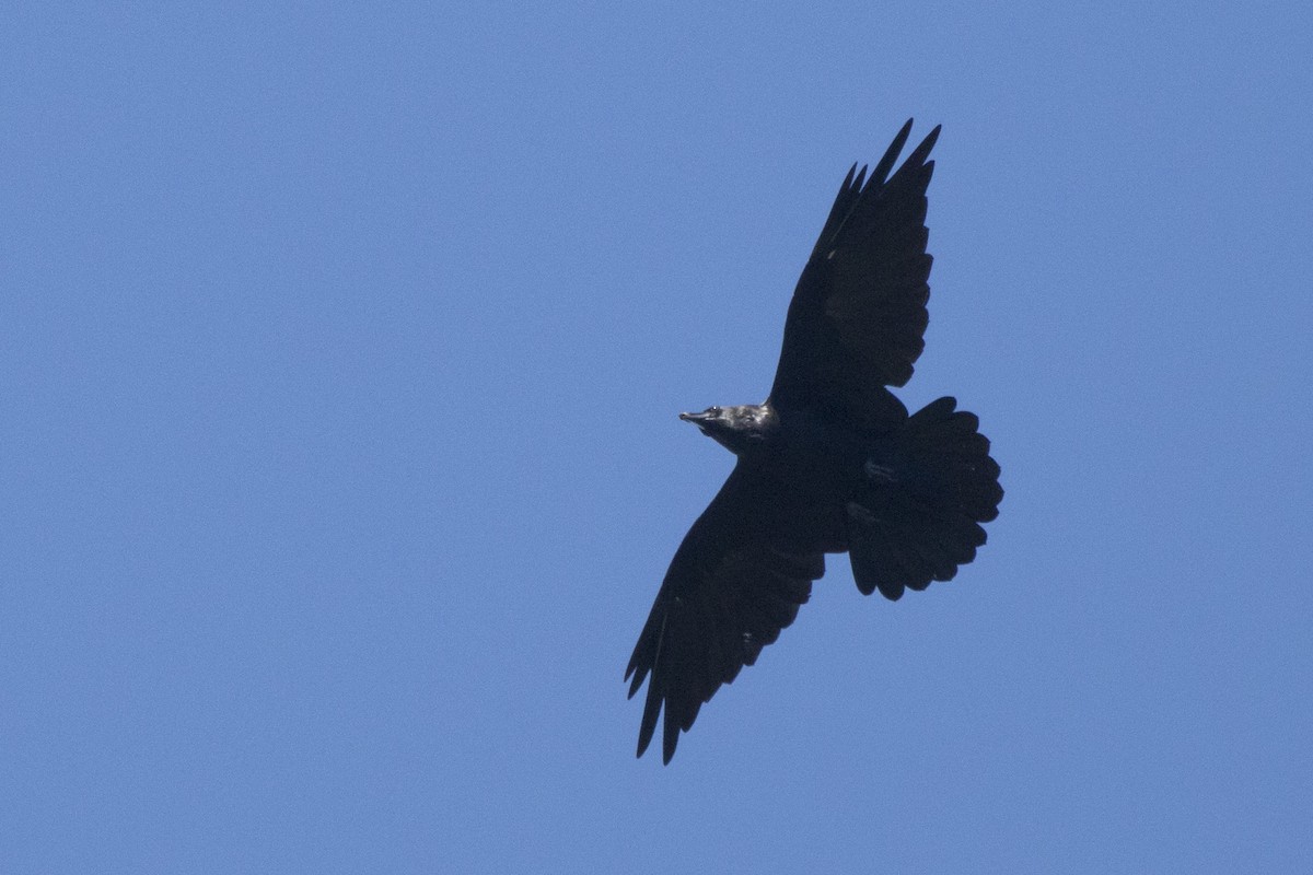 Common Raven - ML182061131