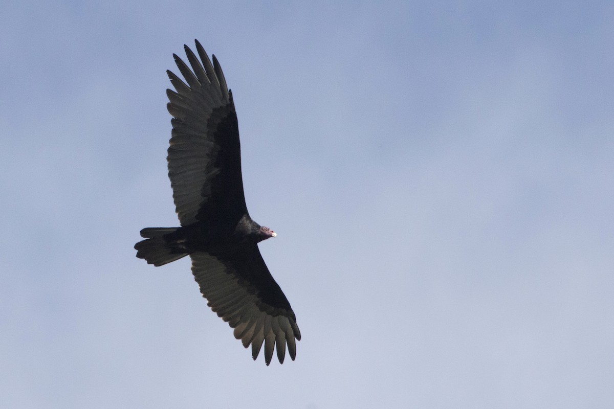 Turkey Vulture - ML182061181
