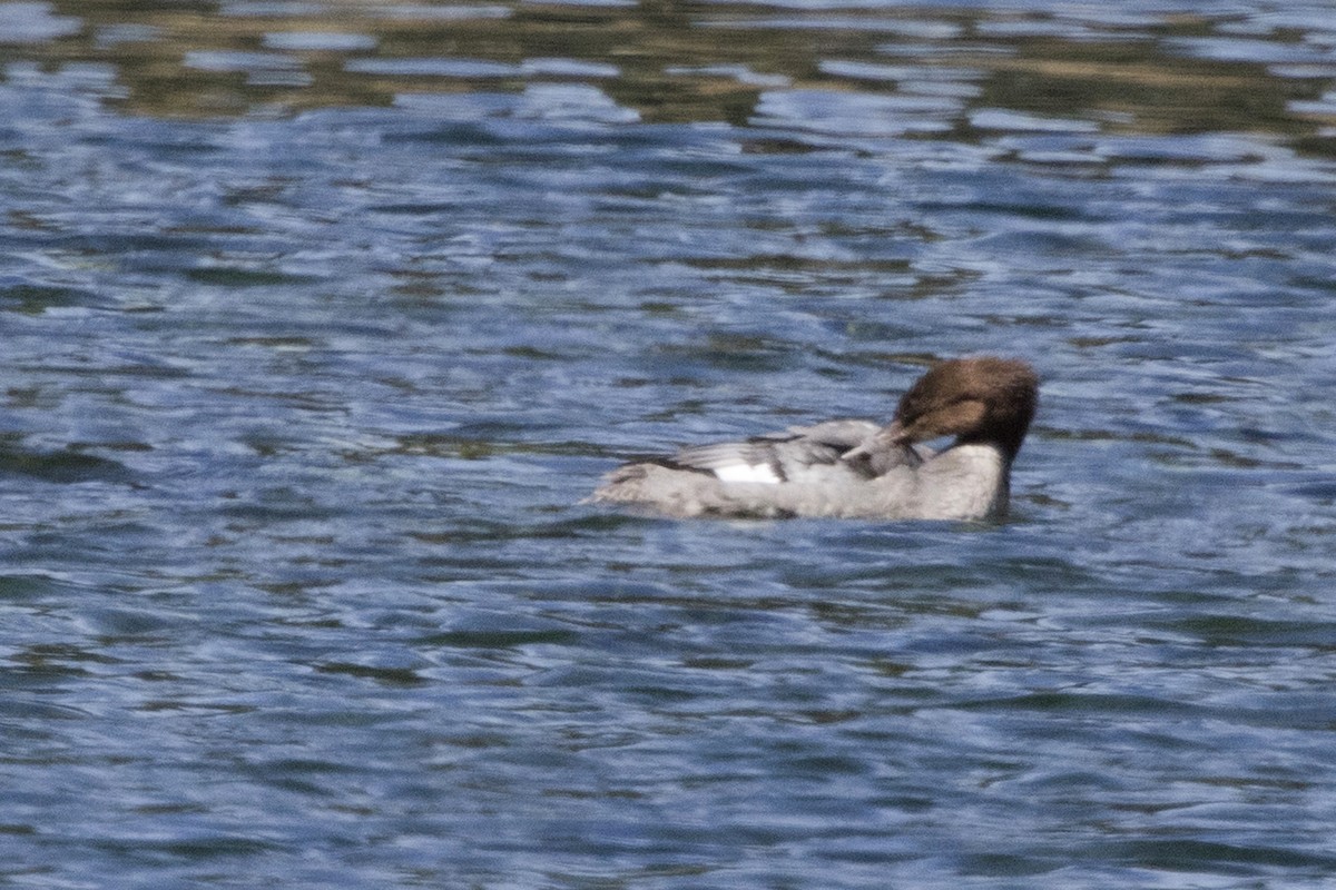 Common Merganser - ML182061381
