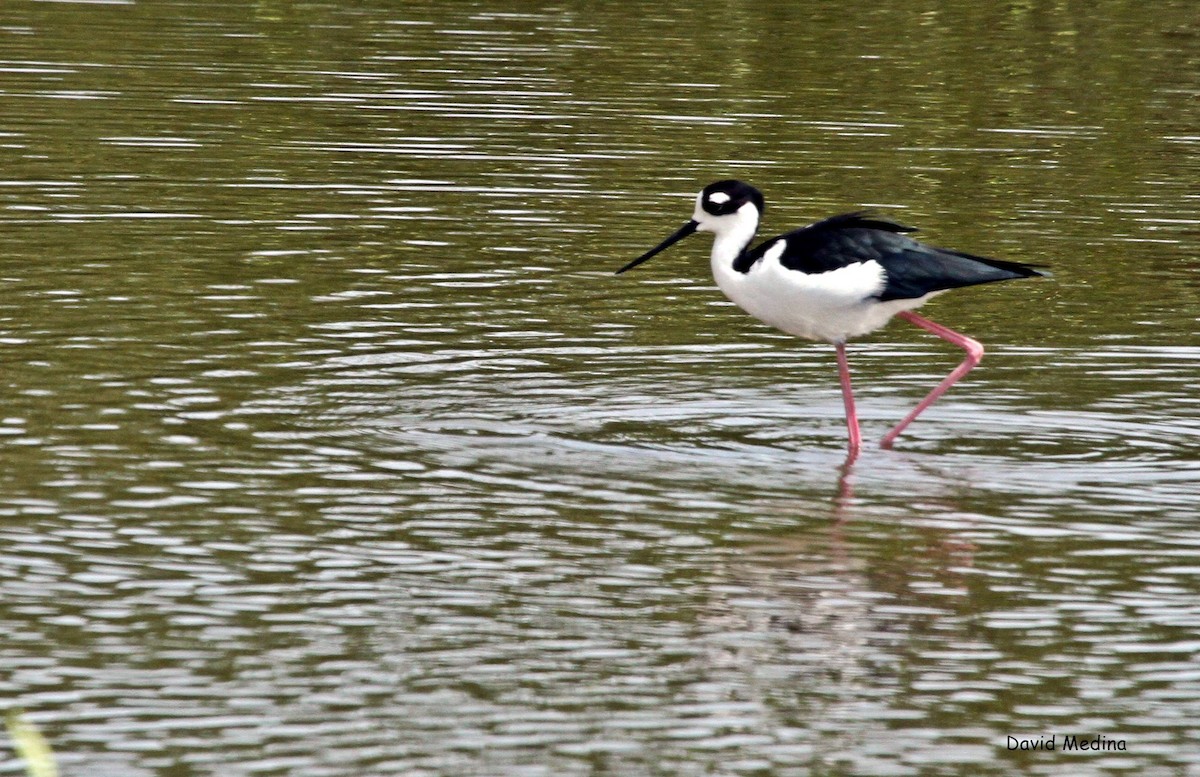 Black-necked Stilt - David Medina