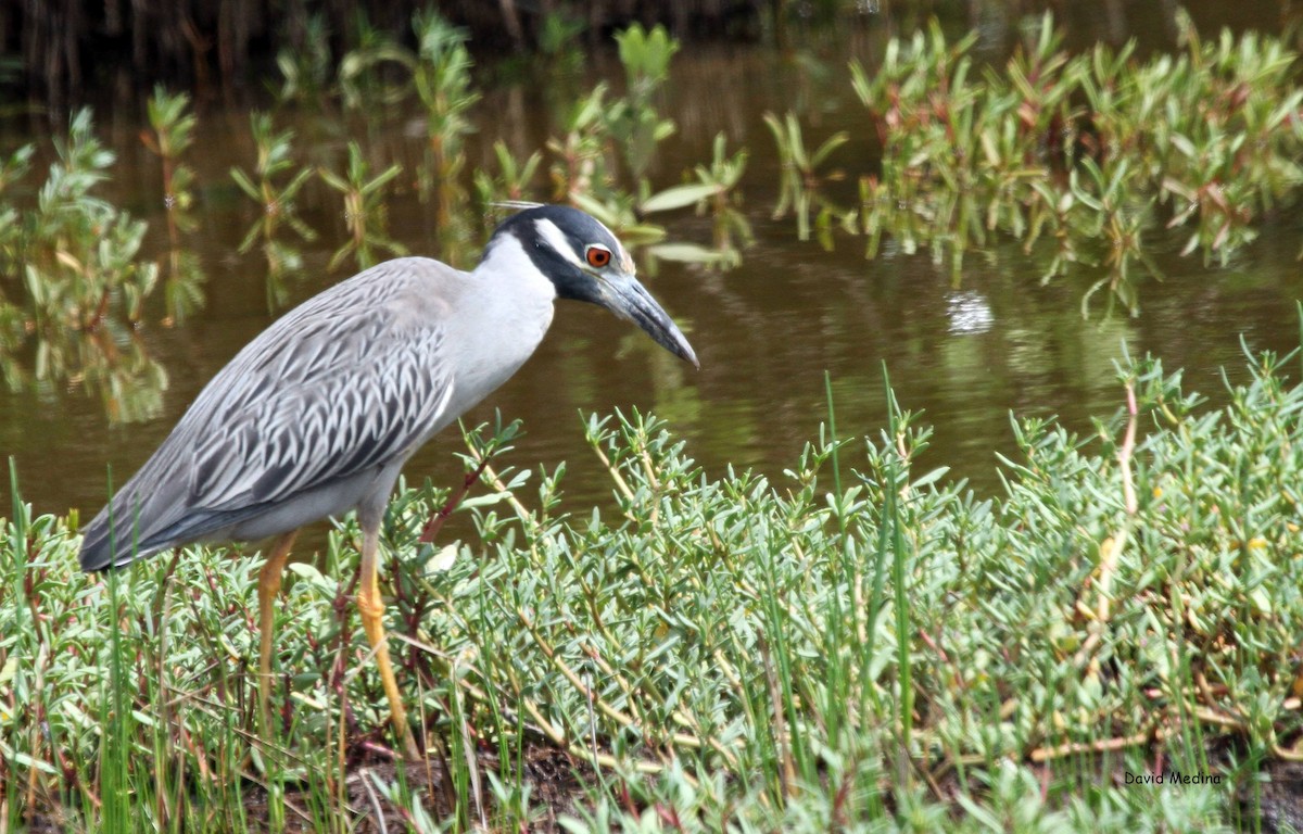 Yellow-crowned Night Heron - ML182063041