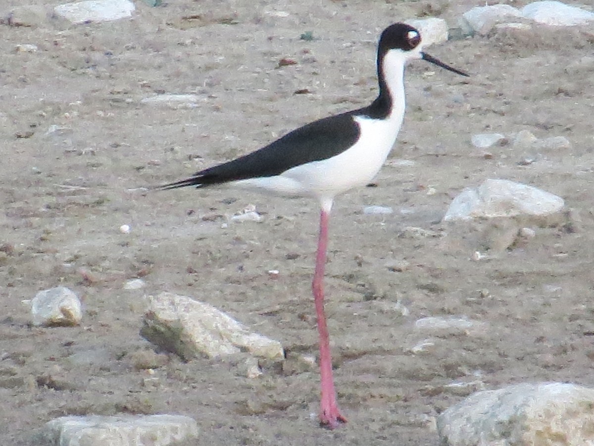 Black-necked Stilt - ML182064011