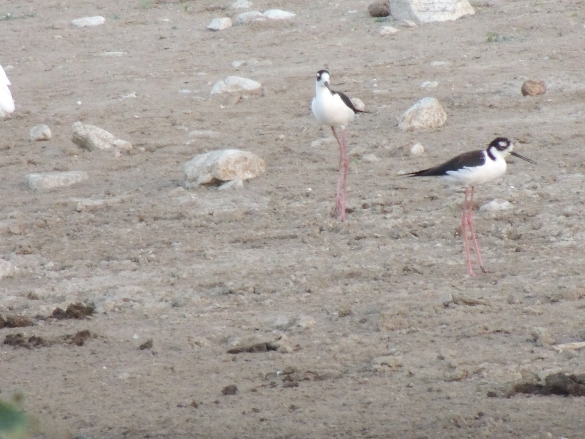 Black-necked Stilt - ML182064031