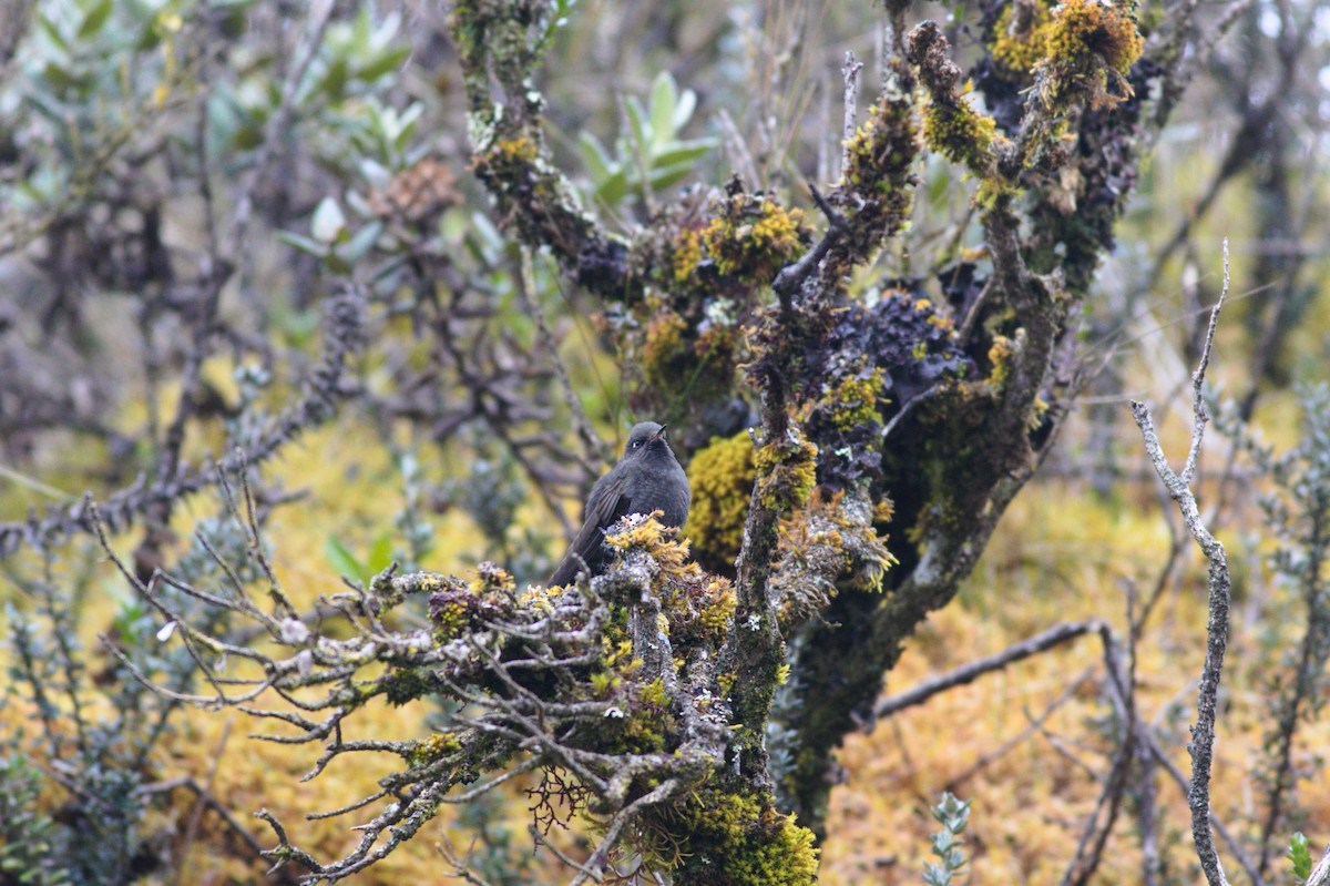 Blue-mantled Thornbill - ML182065761