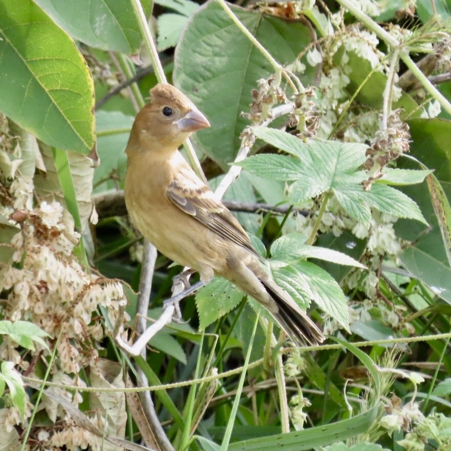 Blue Grosbeak - Stephanie  Swanzey