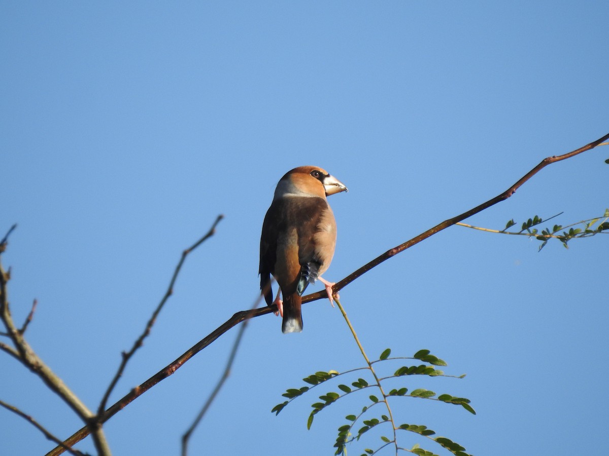 Hawfinch - ML182066911