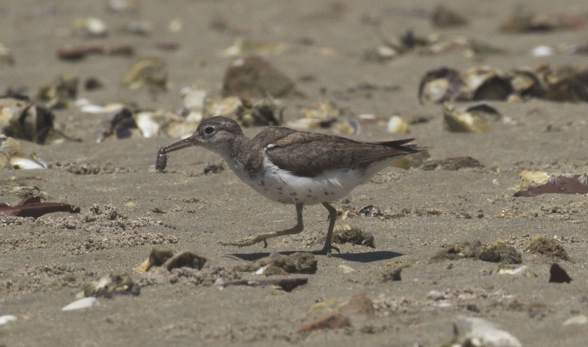 Spotted Sandpiper - ML182067011